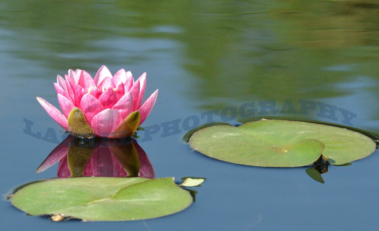 Lily Pad 2